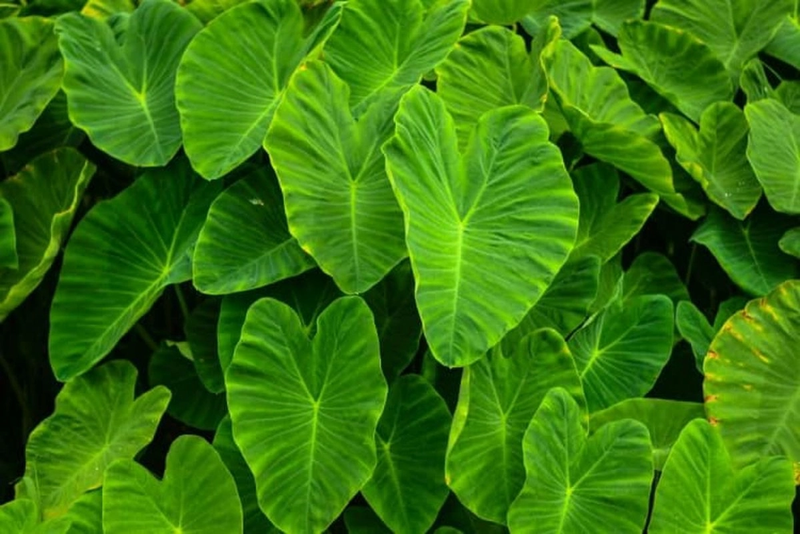 Arbi Patta (Set of 5 leaves)