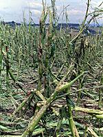 Multi-Peril Crop Insurance (MPCI)