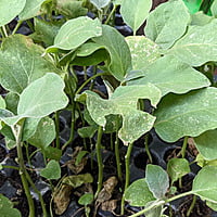 5 Seedlings of Black Round Brinjal / Kala Gol Baigan | Organic Seeds నల్ల వంకాయ మొక్కలు