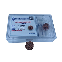 4 Mukhi Nepali Rudraksha