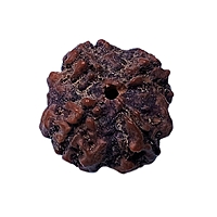 4 Mukhi Nepali Rudraksha