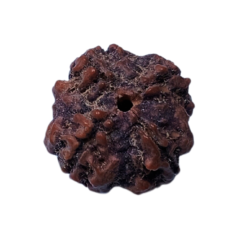 4 Mukhi Nepali Rudraksha