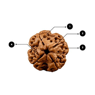 4 Mukhi Rudraksha – Natural & Certified