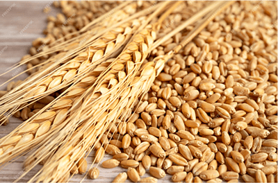 Sortex Clean Wheat Medium Size Grains (50 KG Packaging)