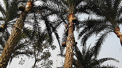 Date Palm (Wild Deshi Khajur) Jaggery Powder (100% Chemical Free, No Preservative) -2