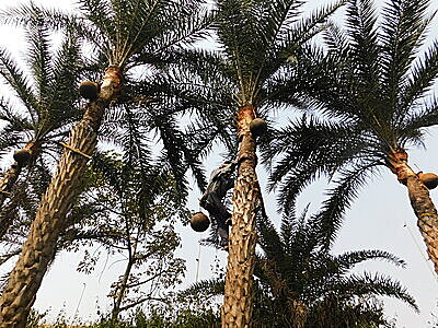 Date Palm (Wild Deshi Khajur) Jaggery Powder (100% Chemical Free, No Preservative) -2