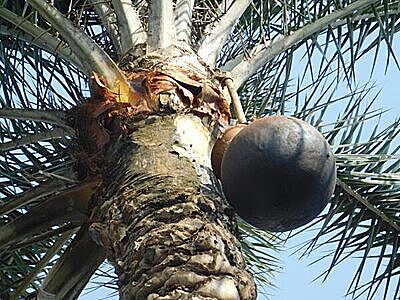 Date Palm (Wild Deshi Khajur) Jaggery Powder (100% Chemical Free, No Preservative) -2