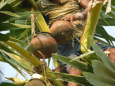 Palmyra (Taad) Jaggery Powder (100% Chemical Free, No Preservative)-n