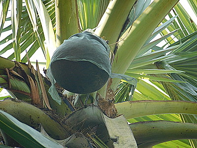 Palmyra (Taad) Jaggery Powder (100% Chemical Free, No Preservative)-n