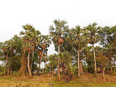 Palmyra (Taad) Jaggery Powder (100% Chemical Free, No Preservative)-n