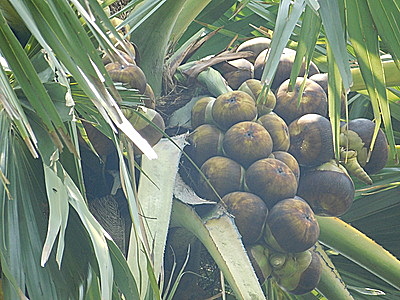 Palmyra (Taad) Jaggery Powder (100% Chemical Free, No Preservative)-n