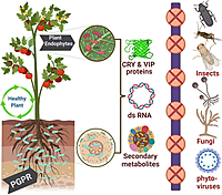 Soil Pest Control & Soil Treatment Service