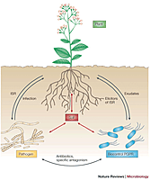 Soil Pest Control & Soil Treatment Service