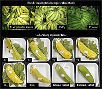 Ripening Chamber Handling & Management