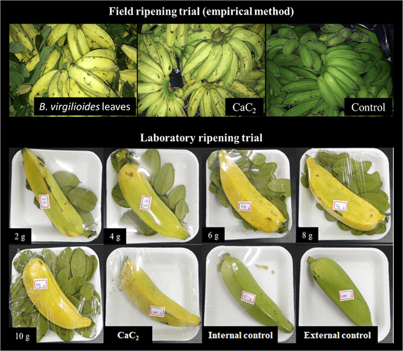 Ripening Chamber Handling & Management