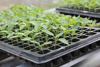 Advanced Nursery Management & Seedling Production Training