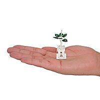 Silver Tulasi Madam / Plant