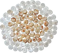 Gomati Chakra For Pooja and Vastu 108