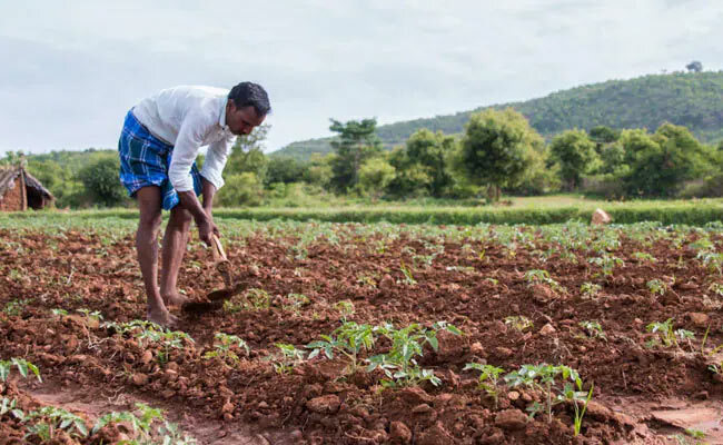 Seed & Fertilizer Emergency Distribution Service