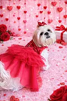 Red Tutu Dress