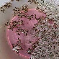 5pc Glass Type fruit Fly Trap | పండు ఈగ బుట్టలు