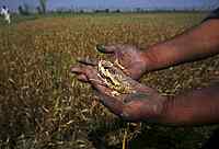 Multi-Peril Crop Insurance (MPCI)