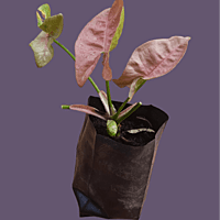 Syngonium podophyllum "Pink"