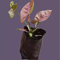 Syngonium podophyllum "Pink"
