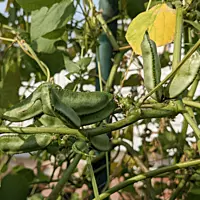 Organic Kanupu chikkudu Seeds 6 to 8 | Heirloom short beans