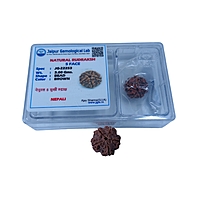 5 Mukhi Rudraksha Nepali