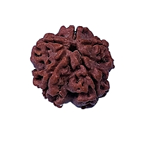 5 Mukhi Rudraksha Nepali