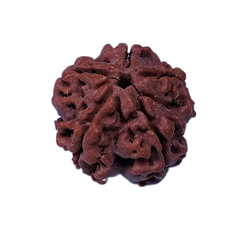 5 Mukhi Rudraksha Nepali