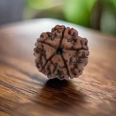 5-mukhi-rudraksha-Tested