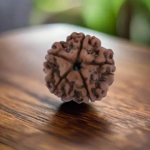 5-mukhi-rudraksha-Tested