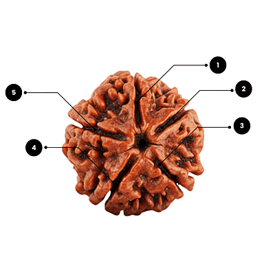 5 Mukhi Rudraksha – Natural & Certified