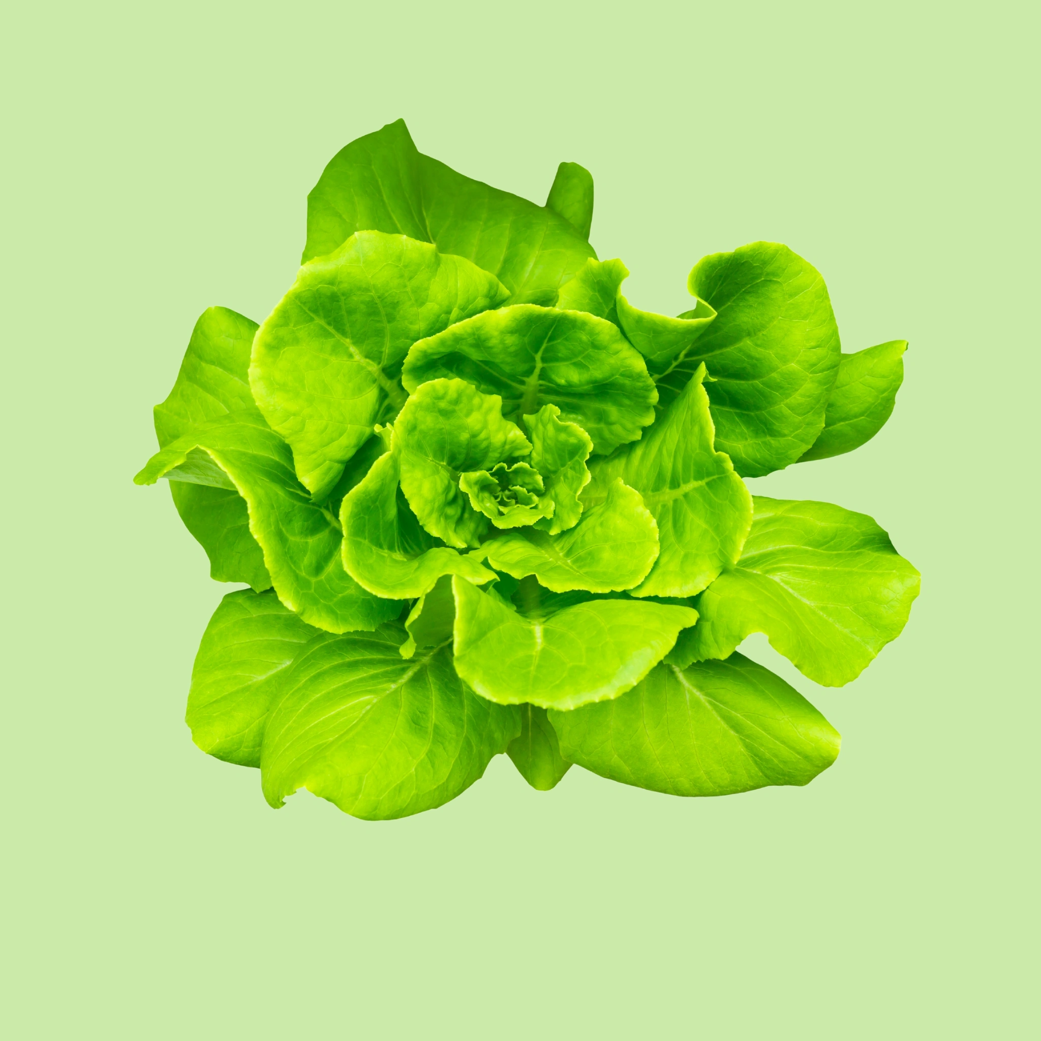 Lettuce Butterhead Green - 130g