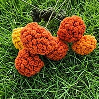 Marigold Small Flower Dark Orange