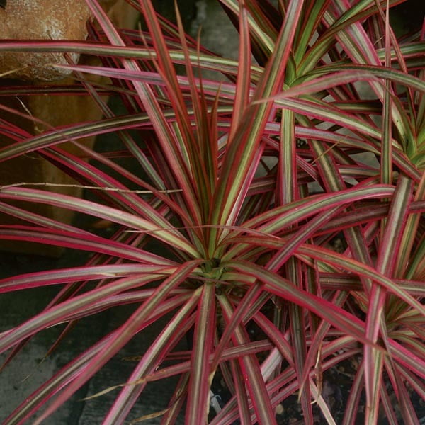 Dracaena Coloroma Dracaena Coloroma