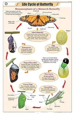 Life Cycle of Butterfly Chart (58x90cm)