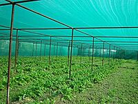 Agriculture Shade Green Net(3x50m)