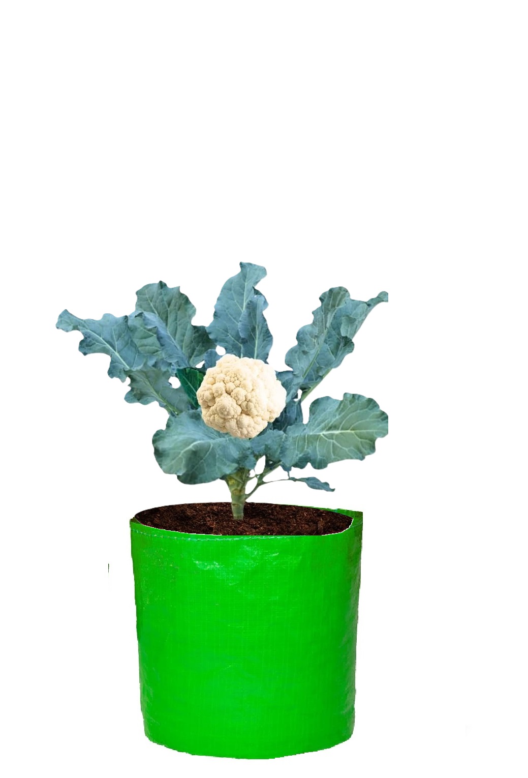 HDPE UV Plant Grow Bags, 9 x 9 inch, MultiPack, Green, for Terrace Gardening and Fruit Plants