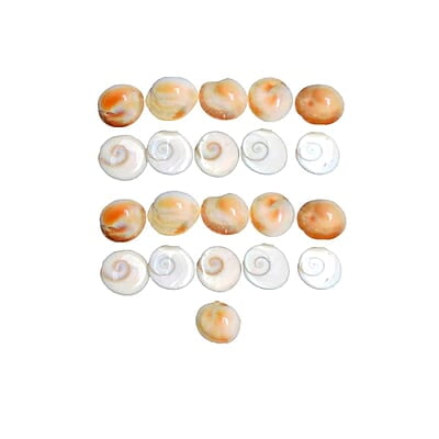 Natural Real Gomti Chakra 11 Pcs Natural Real Gomti Chakra 11 Pcs
