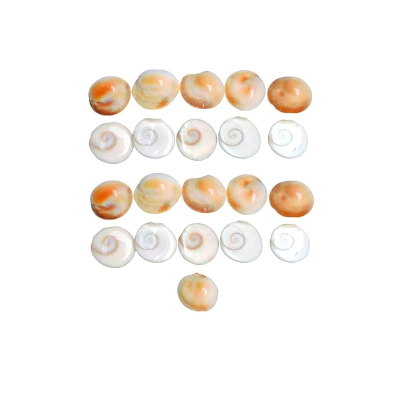 Natural Real Gomti Chakra 11 Pcs