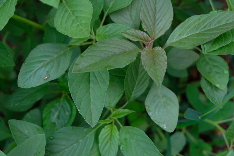 AMRANTHUS (KOYA THOTHAKURA) 220-250Gms