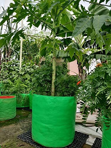 FRUITS GROW BAG 240 GSM -24X24 INCH PACK OF 1