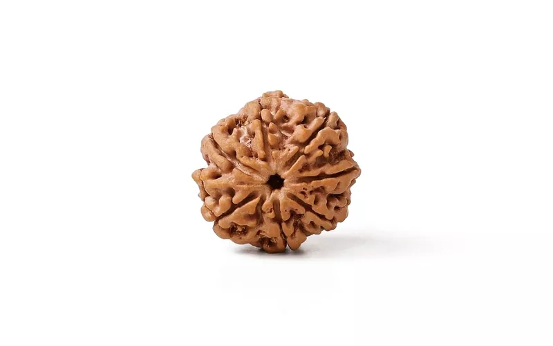 7 Mukhi Rudraksha Bead Without Pendant | Original Nepali | Natural