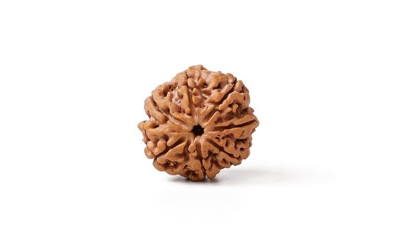 7 Mukhi Rudraksha Bead Without Pendant | Original Nepali | Natural