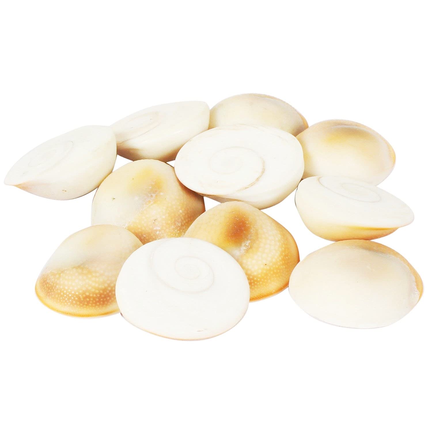 Gomti Chakra 21 Pcs
