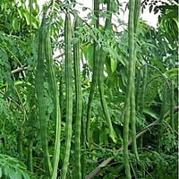 Organic Drumstick (Moringa) Plant Seeds - 3 seeds Open Pollinated