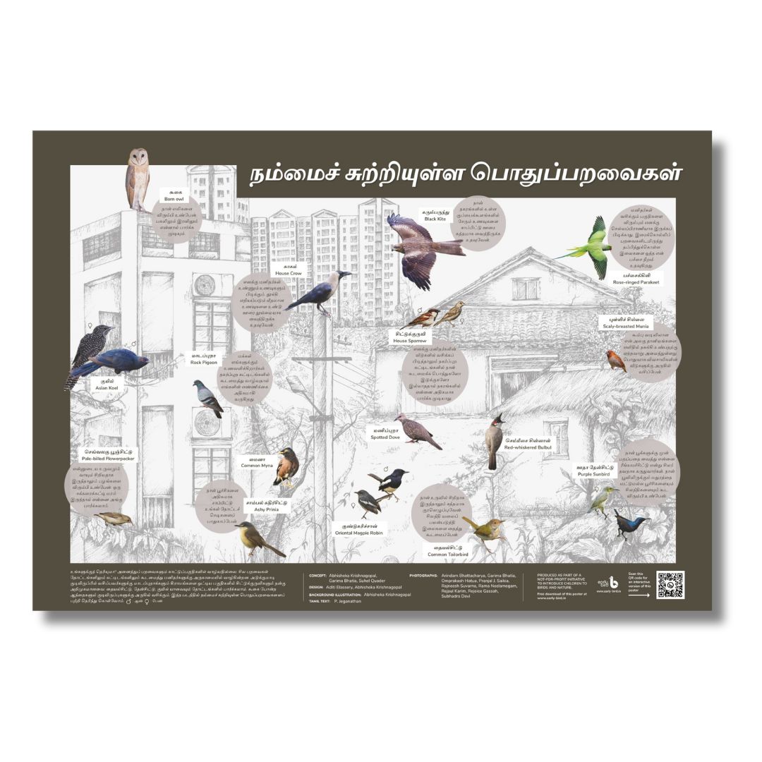Early Bird Poster - Birds around Human Habitation